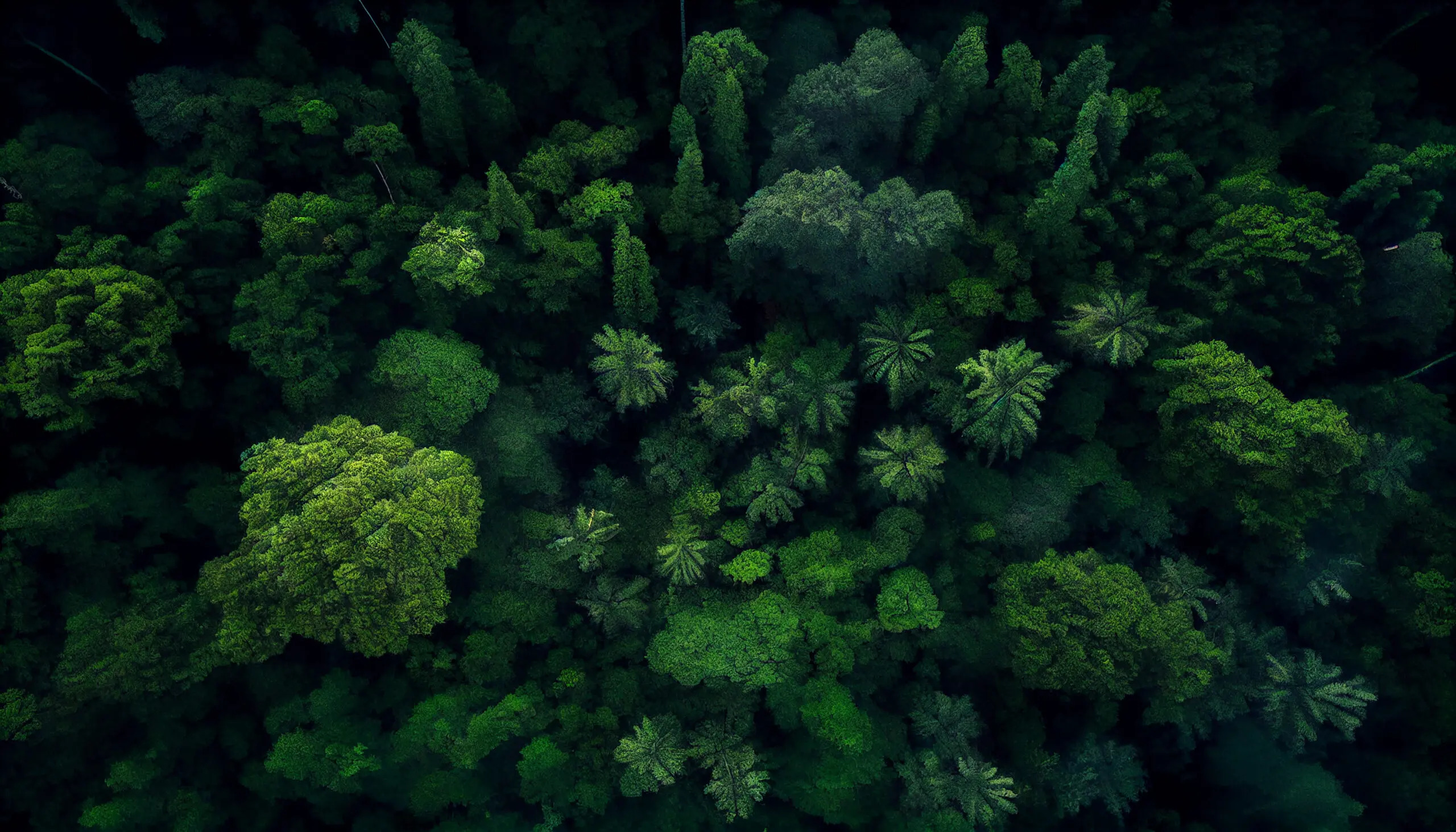 Natureza floresta
